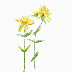 黄色手绘花