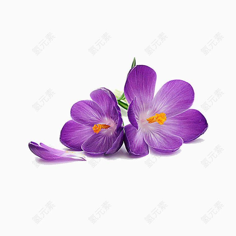 紫色美丽鲜花花朵PNG元素