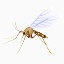 感染载体感染昆虫卡玛尔疟疾蚊子疟疾隔日免费游戏图标库