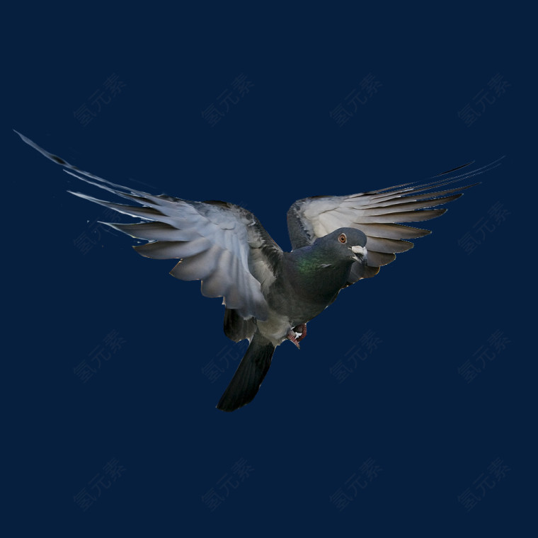 羽毛鸽子 飞翔的鸟