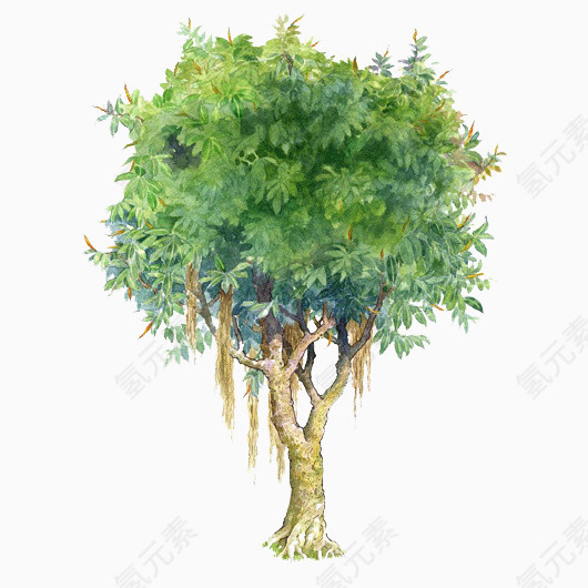 树木素材树木