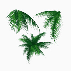 热带椰子树叶