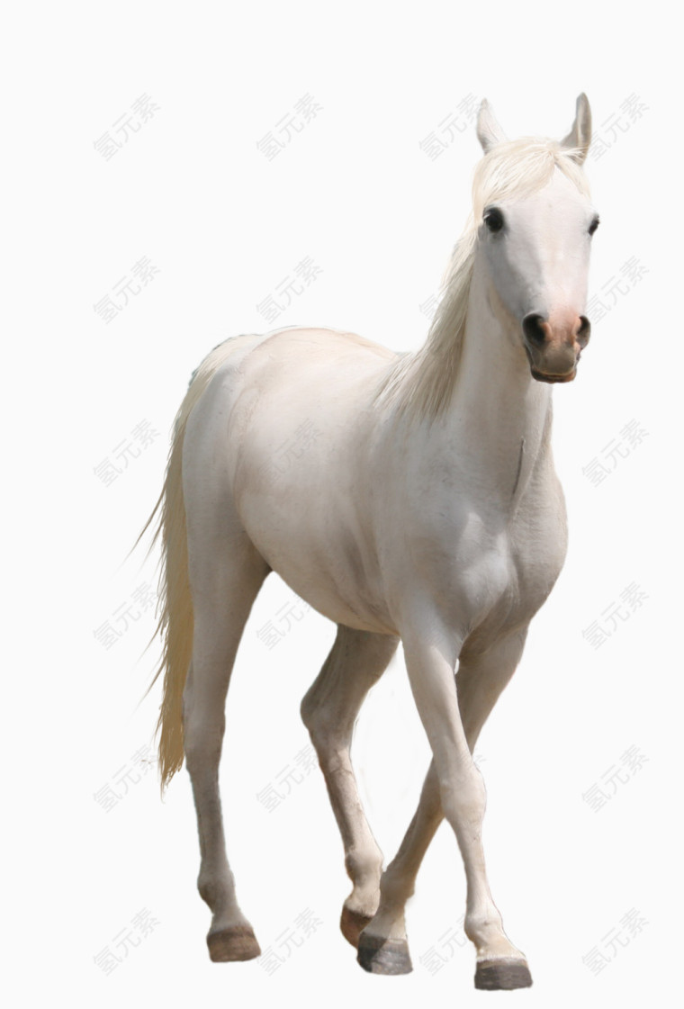 马素描马图标 白色白马