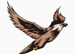 卡通手绘向右飞的老鹰