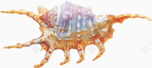 多角海螺