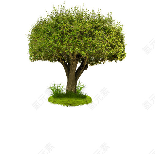 植物大树
