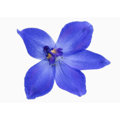 蓝色的花花 蝴蝶花