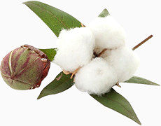 白色棉花和花苞