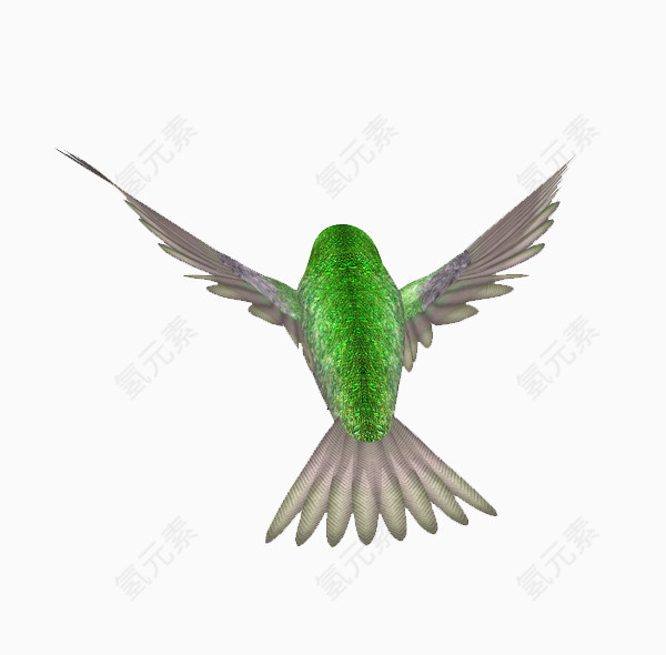 绿毛翡翠鸟免抠png素材