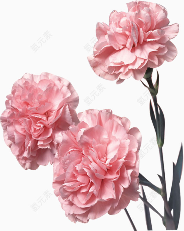粉色鲜花康乃馨花束
