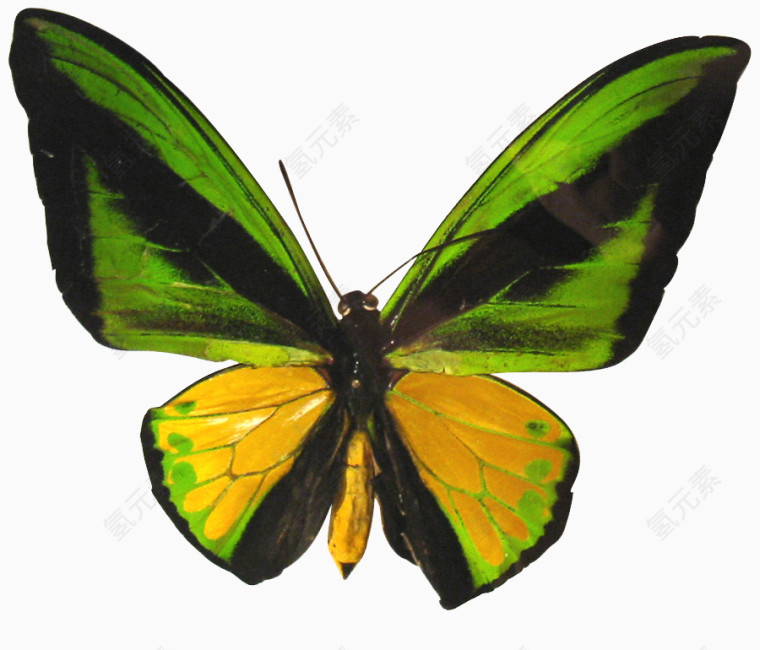 黄绿色彩色蝴蝶