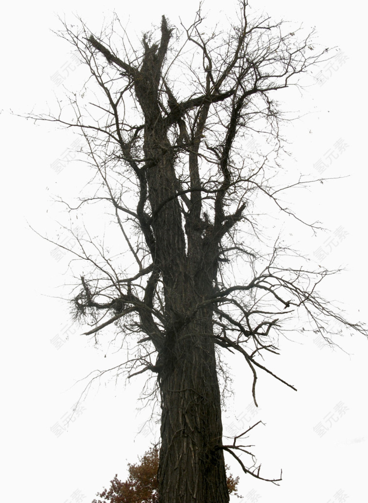 干枯的大树