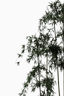 中国风翠绿竹叶