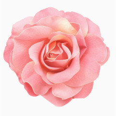 花卉植物粉色花朵玫瑰花素材PNG