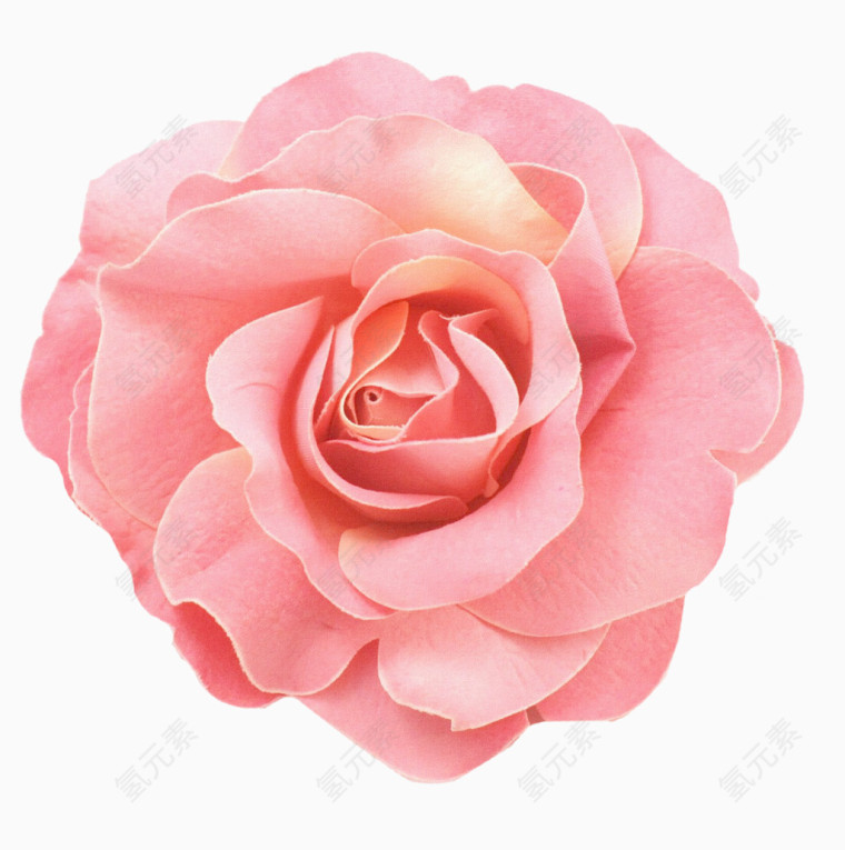 花卉植物粉色花朵玫瑰花素材PNG