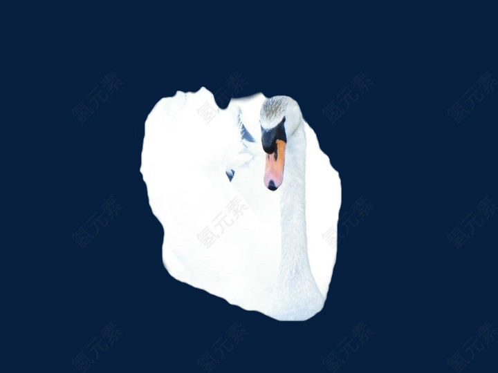 白天鹅动物