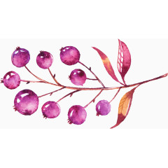水彩画紫果子