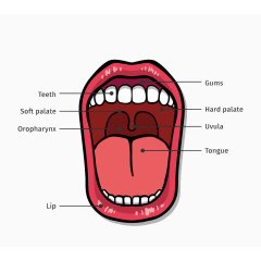 口腔结构图矢量