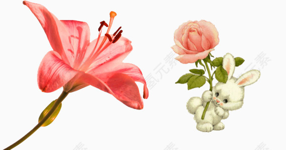 红花和玫瑰花素材