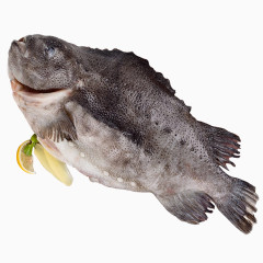 海参斑鱼