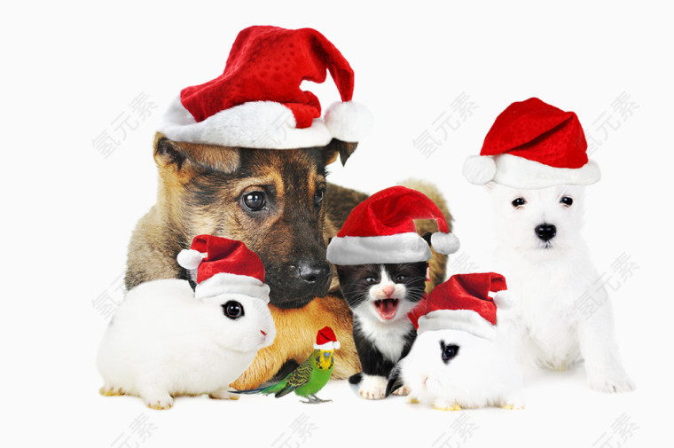 带圣诞帽的小动物高清摄影图片
