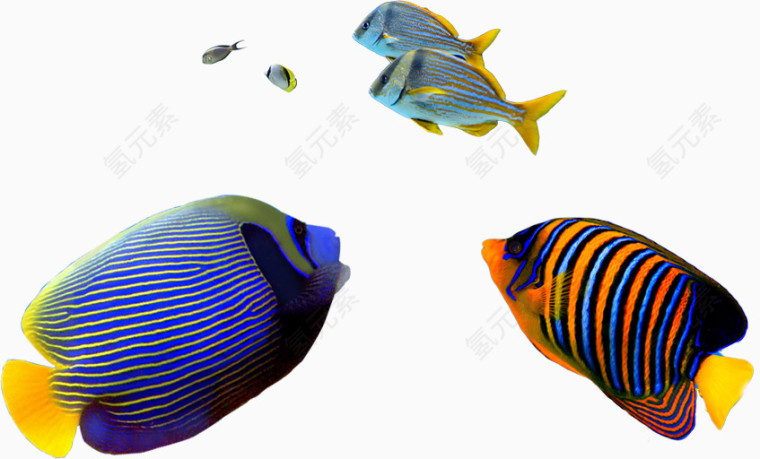 多彩条纹鱼