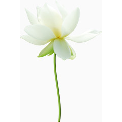 唯美花卉图片创意花卉图片  白色荷花