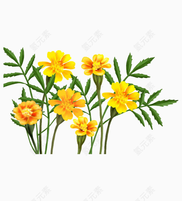 手绘黄色花朵
