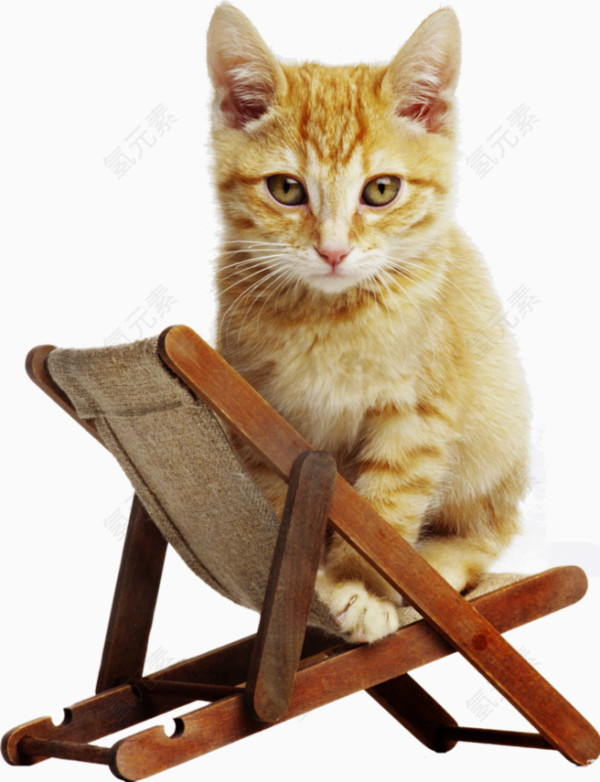 沙滩椅上的猫