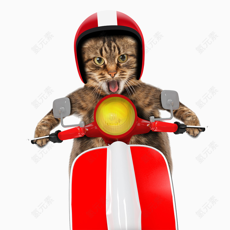 骑摩托车的小猫