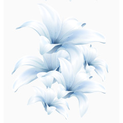 白色百合花素材花卉植物