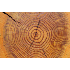 树木年轮纹理