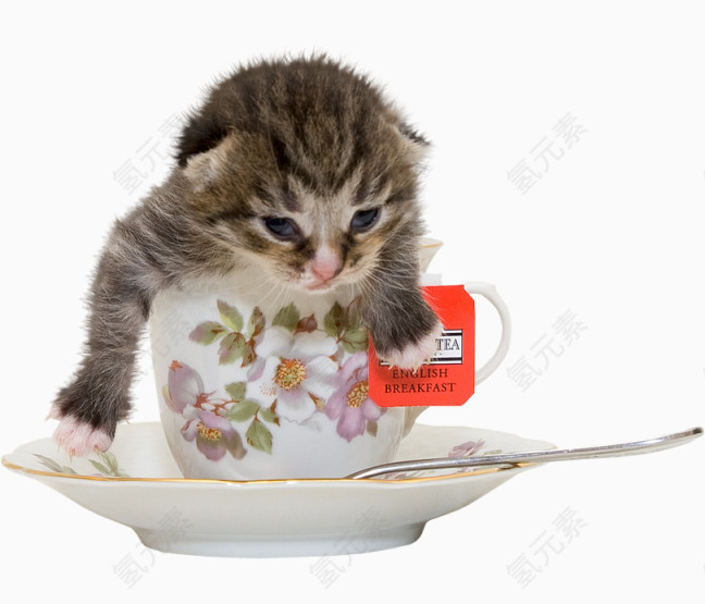 杯子里的动物小猫
