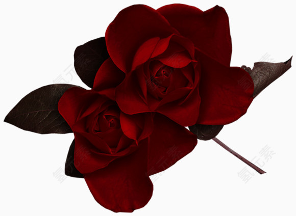 深红玫瑰