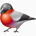 红腹灰雀动物鸟推特社会网络社会锡新的一年icojoy