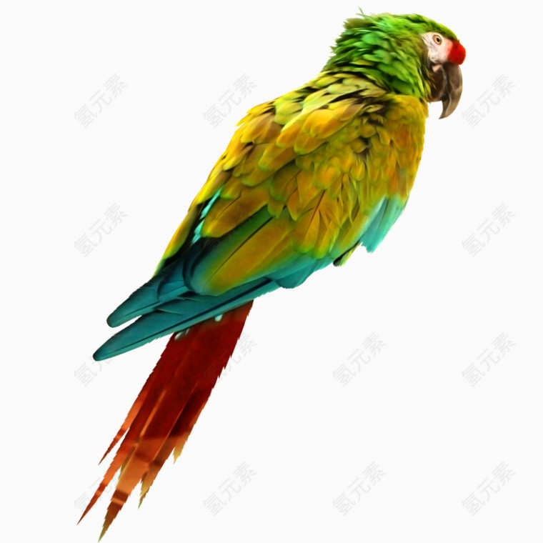 动物素材彩色鹦鹉鸟类