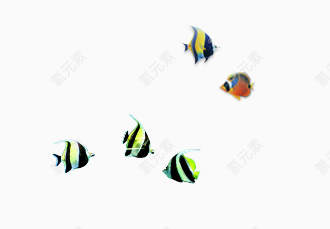 彩色热带鱼
