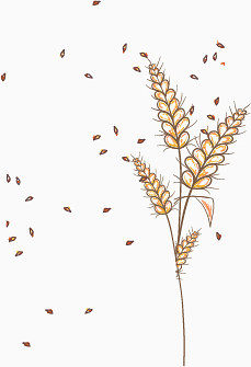 飘絮的卡通手绘的小麦
