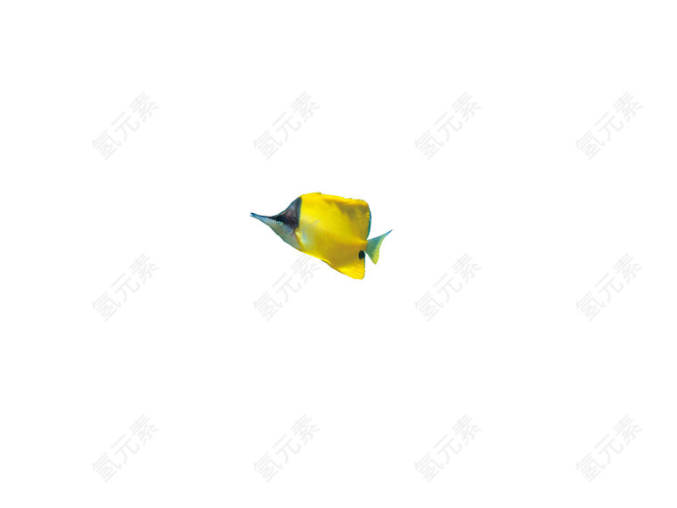 黄色的尖嘴鱼