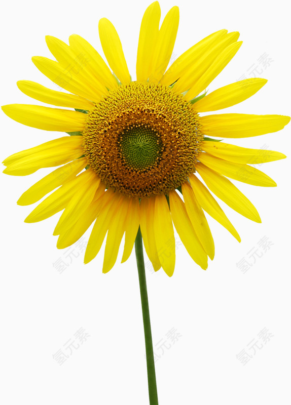 黄色完美向日葵花朵温馨