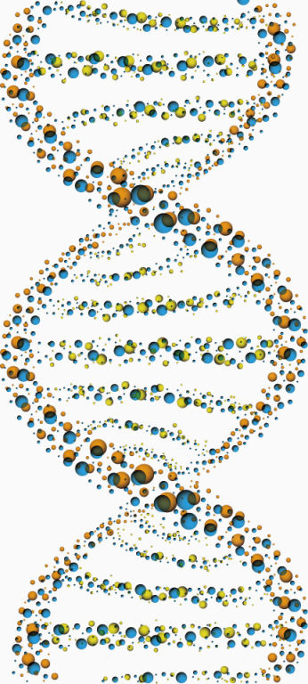 DNA结构矢量图下载