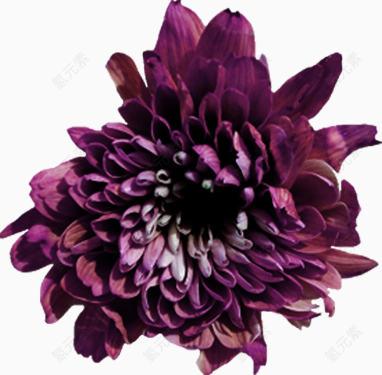 手绘紫花