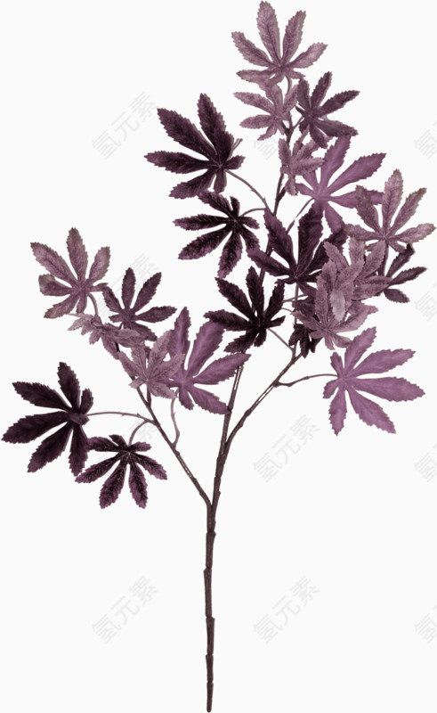 紫色枫叶