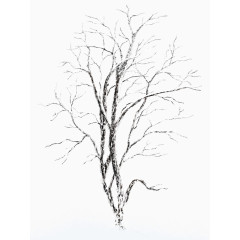 雪枯树