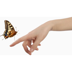 手指上的蝴蝶