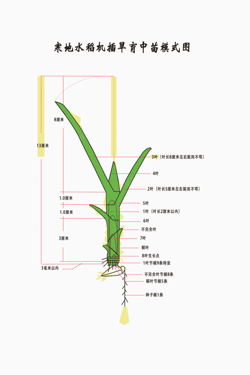 寒地水稻机插旱育中苗模式图下载