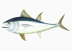 卡通手绘一条灰色鱼