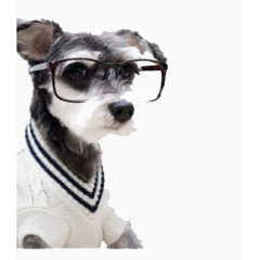戴眼镜的宠物犬