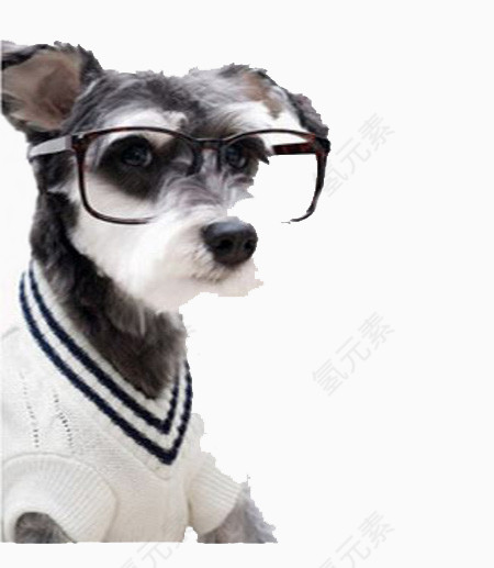戴眼镜的宠物犬