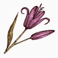 卡通手绘水彩紫色花朵